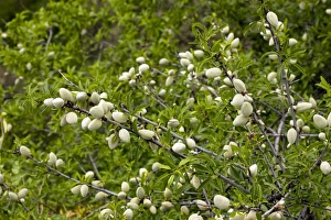 Images Dated 2nd July 2009: Almonds on a tree Print