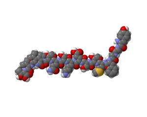 Images Dated 11th July 2008: Alpha-endorphin molecule Print