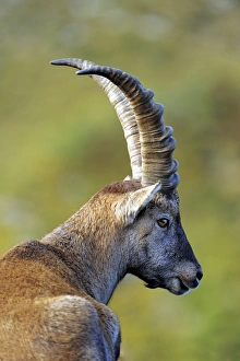 Capra Ibex Species Prints: Alpine ibex C014 / 3045