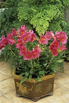 Houseplant Care Tips Prints: Alstroemeria Princess Ruby