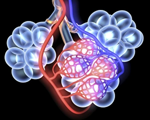 Human Lung Anatomy Prints: Alveoli