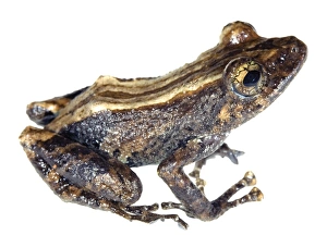 Ecuadorian Rainforest Animals Prints: Amazon robber frog
