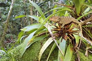 Images Dated 12th December 2012: Amazon wood lizard on a plant, Print