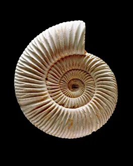 Images Dated 2007: Ammonite Fossil Print