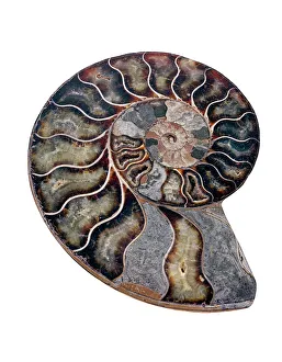 Prints of Ammonite. Polished sectioned ammonite fossil. Ammonites are extinct marine invertebrates Images Dated 2007 August: Polished Sectioned Ammonite Fossil Print