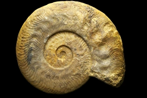 Hildoceras serpentinum Ammonite Print