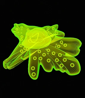 Amoeba Print