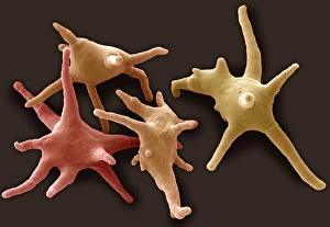 Prints of Amoeba. Coloured scanning electron micrograph (SEM) of four Amoeba proteus protozoa. These are freshwater single-celled organisms that feed on bacteria and smaller protozoa Images Dated 2006 October: SEM Print of Amoeba Proteus