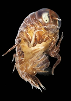 White Sea Marine Life Prints: Amphipod