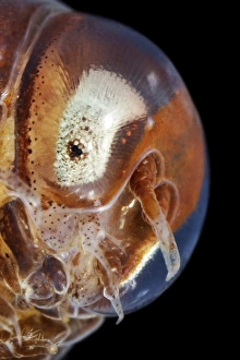 White Sea Marine Life Prints: Amphipod head