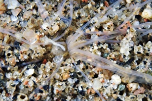 Deep Sea Creatures Prints: Amphitrite worm