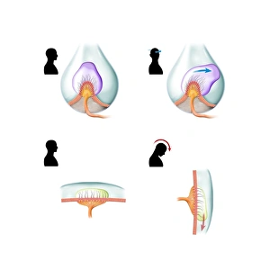 Prints of Ampullary cupula. Computer artwork showing how the ampullary cupula in the human vestibular system of the inner ear senses head rotation (top) and forward motion (bottom) Images Dated 2013 January: Ampullary Cupula Print