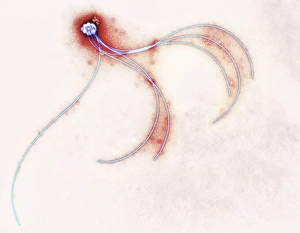 Anaerobiospirillum thomasii flagella, TEM Anaerobiospirillum thomasii flagella, TEM