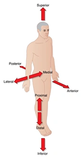 Human Body Anatomy Prints: Anatomical terms, artwork