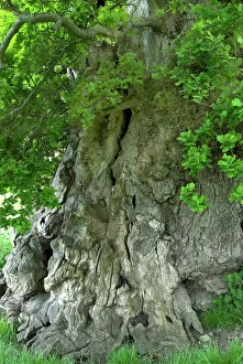 Ancient English oak (Quercus rober) tree Ancient English oak (Quercus rober) tree