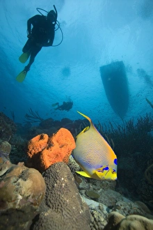 Coral Reef Fauna Prints: Angelfish and divers