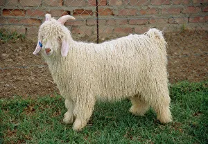 Goat Prints: Angora Goat Buck Print