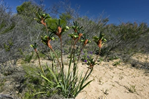 Australian Wildflowers Photos Prints: Anigozanthos manglesii