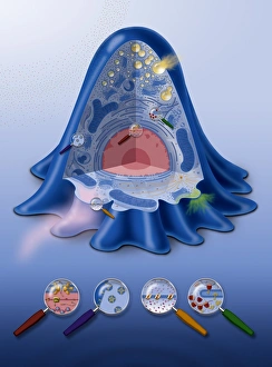 Cell Membrane Structure Prints: Animal cell processes, artwork
