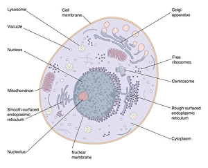 DNA Prints: Animal Cell Structure Print