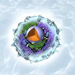 Animal Cell Structure Prints: Animal cell structure, artwork
