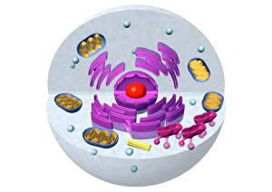 Mitochondria Energy Production Prints: Animal cell structure, computer artwork
