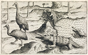 Images Dated 17th October 2013: Print of a 17th-century illustration featuring crocodiles in Java