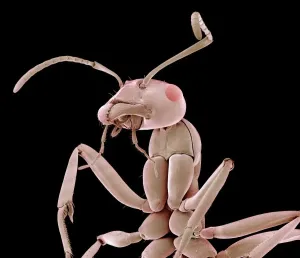 Coloured SEM Print of an Ant