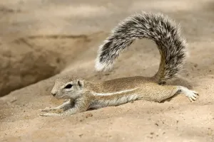 Animal Prints: Cape Ground Squirrel Print