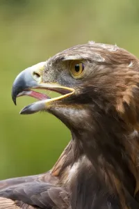 Golden Eagle Scotland Prints: A Golden Eagle