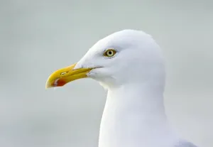 Animal Prints: Herring Gull Print