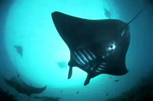 Animal Prints: Manta Ray Print