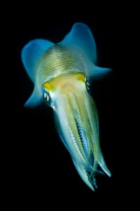 Sulawesi Indonesia Prints: Reef squid