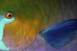 Animal Prints: Rusty Parrotfish Print