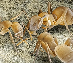 SEM Print of Wood Ants in Communication