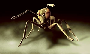 Entomology Images Prints: Ant, computer artwork