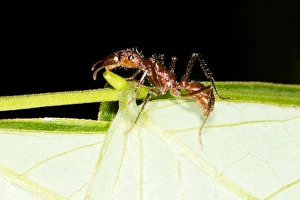 Amazon Rainforest Insects Prints: Ant drinking nectar C016 / 7734