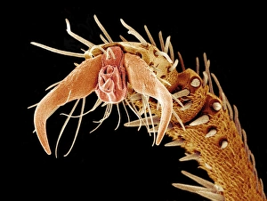 Prints of Ant foot. Coloured scanning electron micrograph (SEM) of the tip of a leg from an ant (family Formicidae). The end of an insect leg consists of the final segment, which is called the tarsus Images Dated 2007 October: Ant foot Print: Coloured SEM of an ant's leg tip
