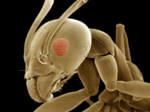 Compound Eye Structure Prints: Ant head, SEM