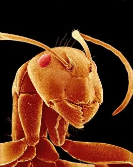 Images Dated 9th October 2001: Ant head, SEM