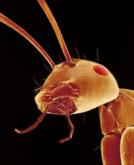 Images Dated 9th October 2001: Ant head, SEM