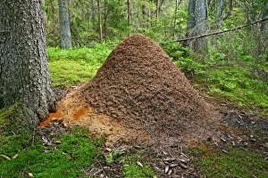 Prints of Ant hill made of soil and pine needles in a pine forest. Photographed in Narke, Sweden Images Dated 2010 April: Ant Hill Print: Soil and Pine Needles in a Swedish Forest