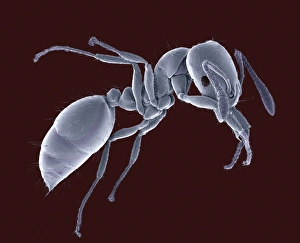 Compound Eye Structure Prints: Ant, SEM