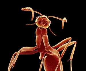 Images Dated 9th October 2001: Ant, SEM