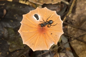 Amazon Rainforest Prints: Ant on a toadstool C016 / 6249