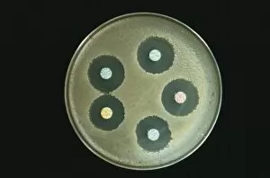 Images Dated 10th March 2003: Anthrax antibiotics research