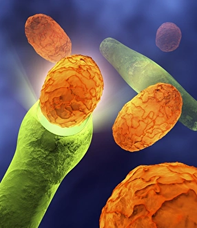 Images Dated 21st February 2007: Anthrax bacteria Print