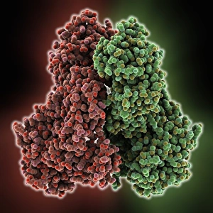 Images Dated 5th November 2012: Anthrax Lethal Factor Molecule Print