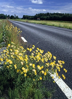 Summer Blooming Plants Europe Prints: Anthyllis vulneraria C013 / 6922