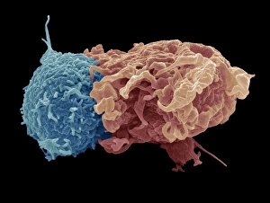 Macrophage Function Prints: Antigen presentation, SEM C016 / 3104